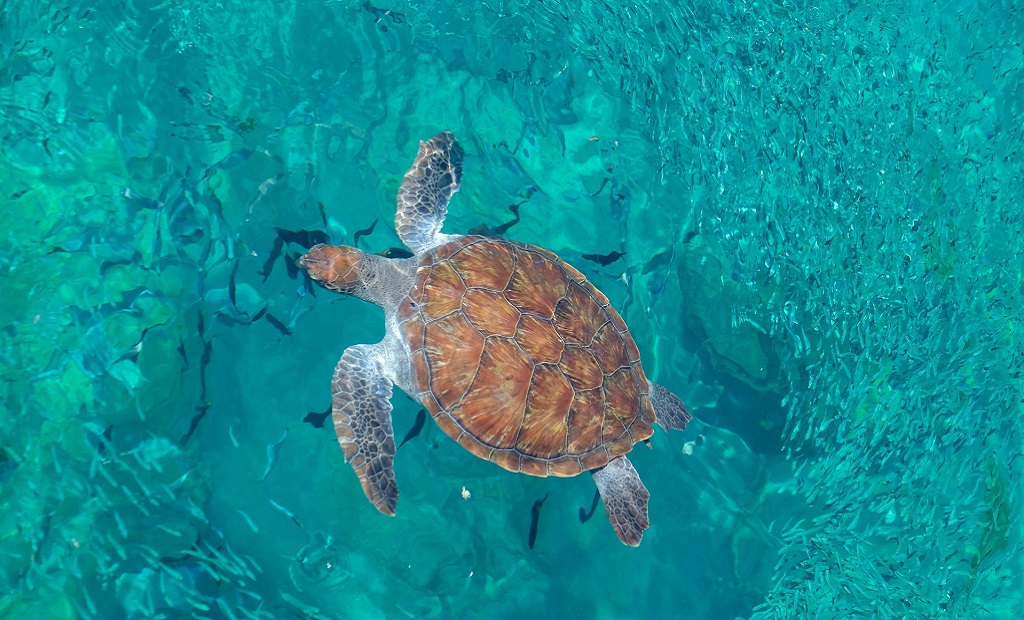 Sea Turtle