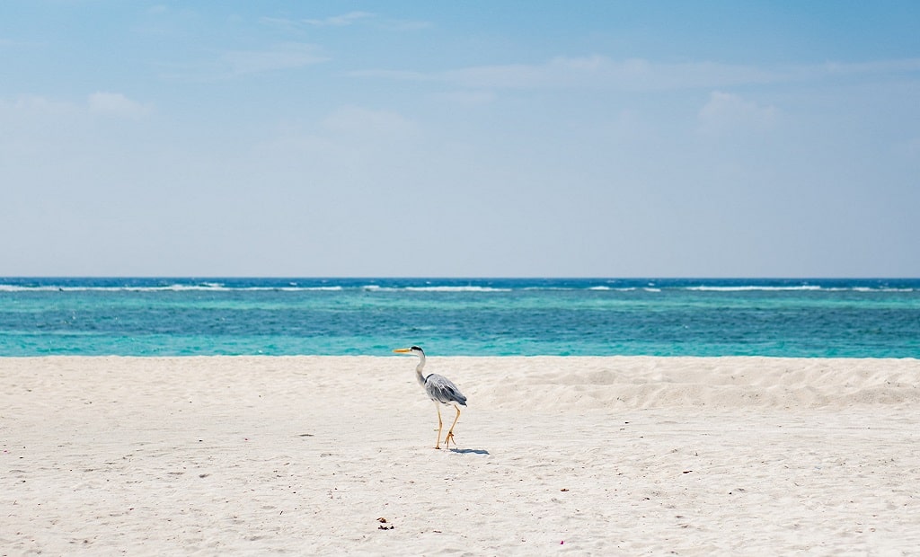 Bird on Beach