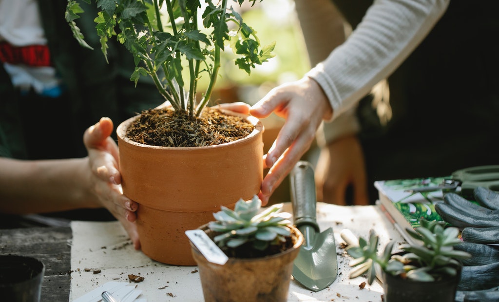 Garden Plants