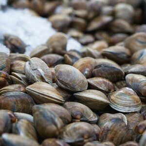 Fresh Clams