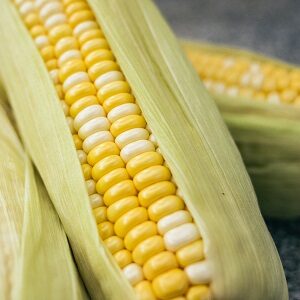 Corn With Husk
